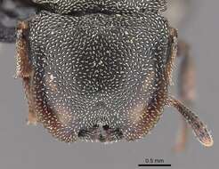 Image de Cephalotes depressus (Klug 1824)