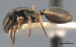 Cephalotes angustus (Mayr 1862) resmi