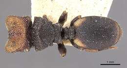 Image de Cephalotes bimaculatus (Smith 1860)