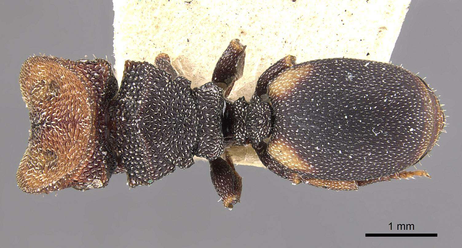 Image de Cephalotes bimaculatus (Smith 1860)