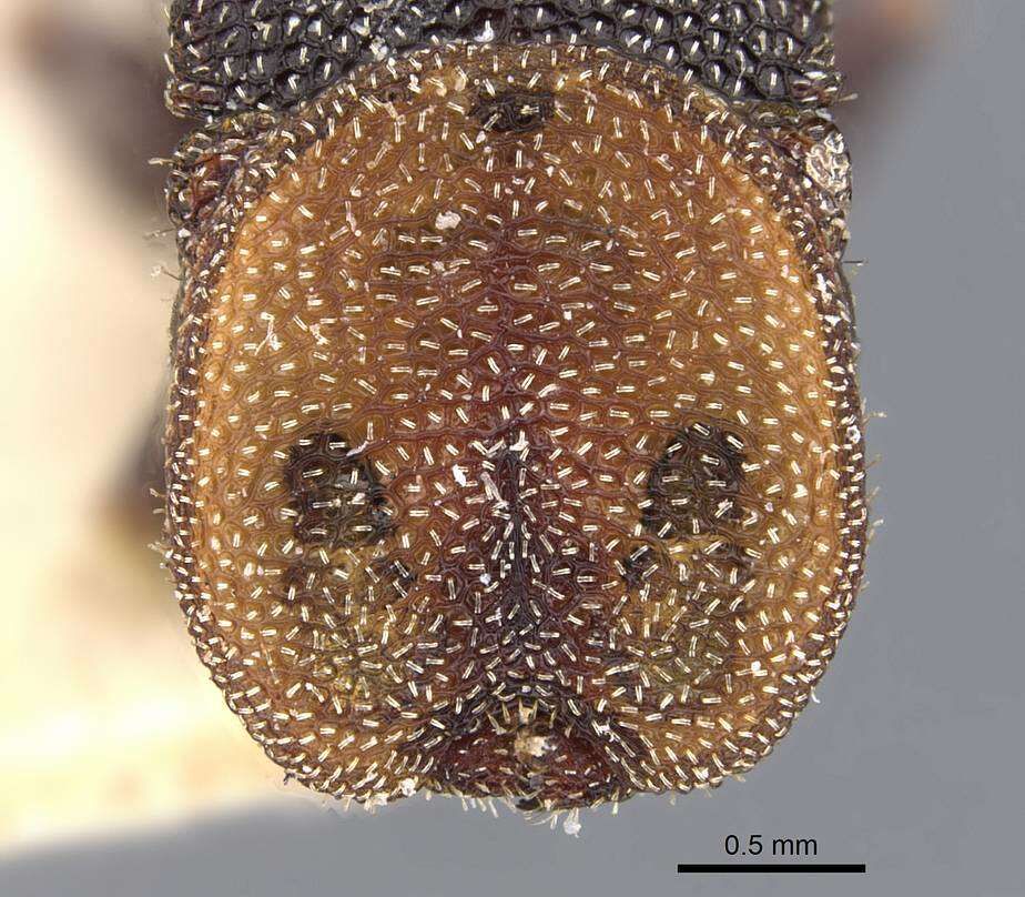 Image de Cephalotes bimaculatus (Smith 1860)