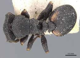 Image de Cephalotes bimaculatus (Smith 1860)