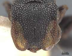 Image de Cephalotes bimaculatus (Smith 1860)