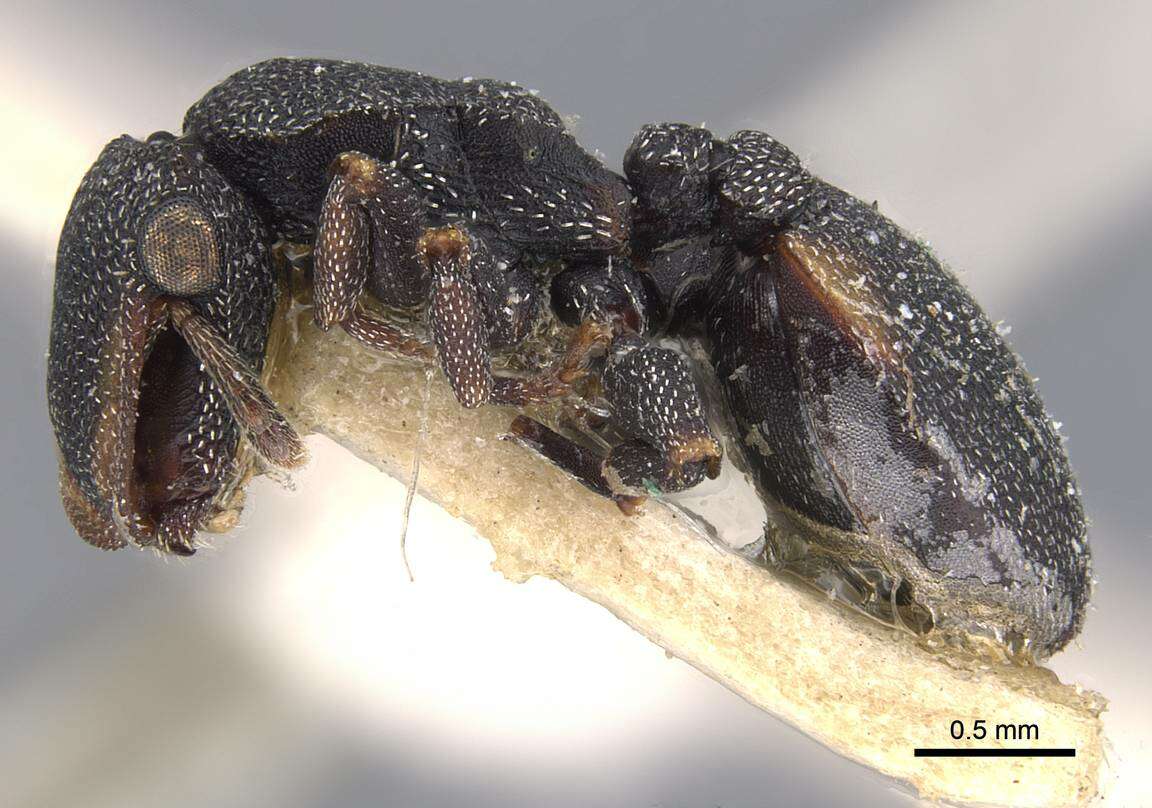 Image de Cephalotes bimaculatus (Smith 1860)