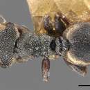 Cephalotes goeldii (Forel 1912) resmi