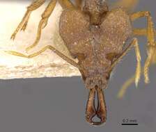 Image of Miniature Trap-jaw Ants