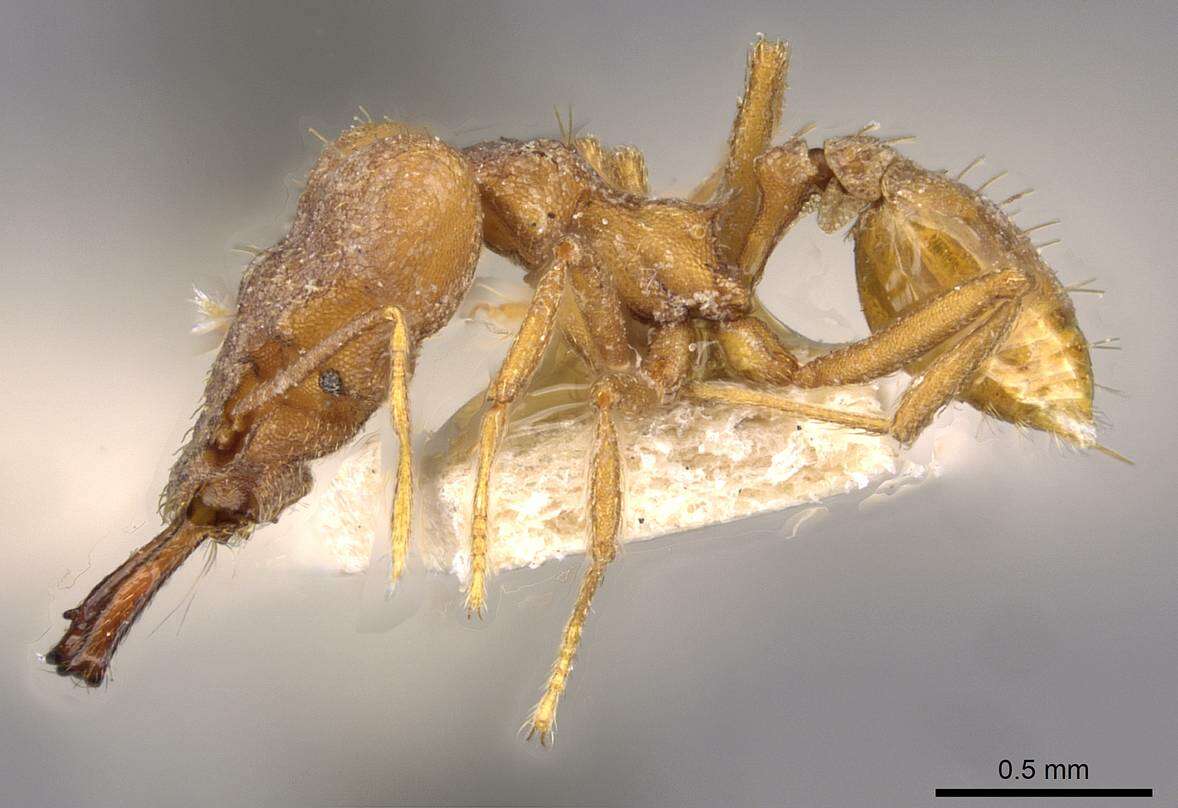 Image of Miniature Trap-jaw Ants