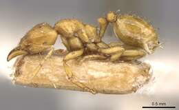 Image of Strumigenys lujae