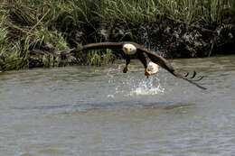 Image of Bald Eagle