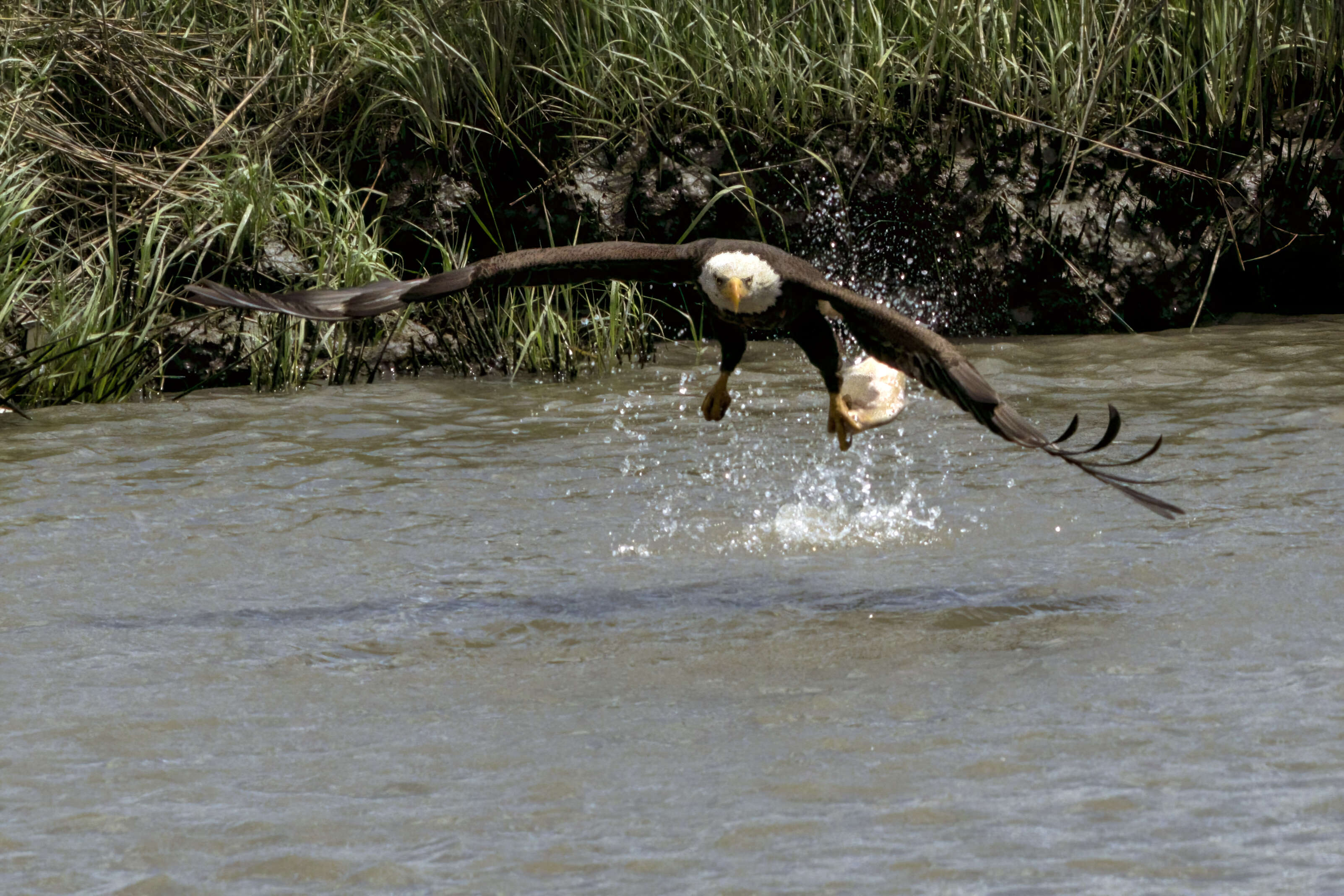 Image of Bald Eagle