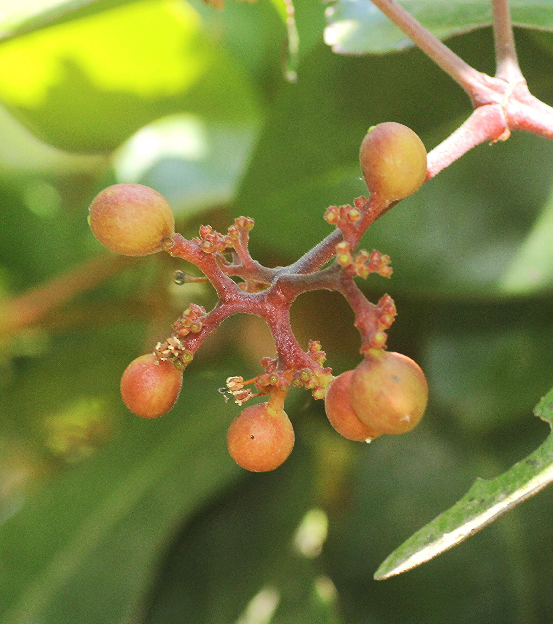 صورة Ixora brachiata Roxb.