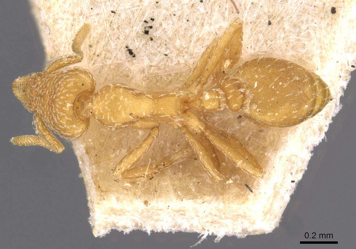 Image of Myrmicinae