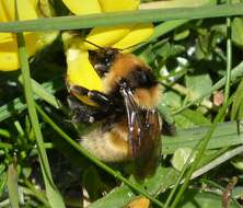 Image of Northern Yellow Bumble Bee