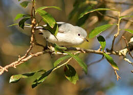 Image of Polioptila Sclater & PL 1855