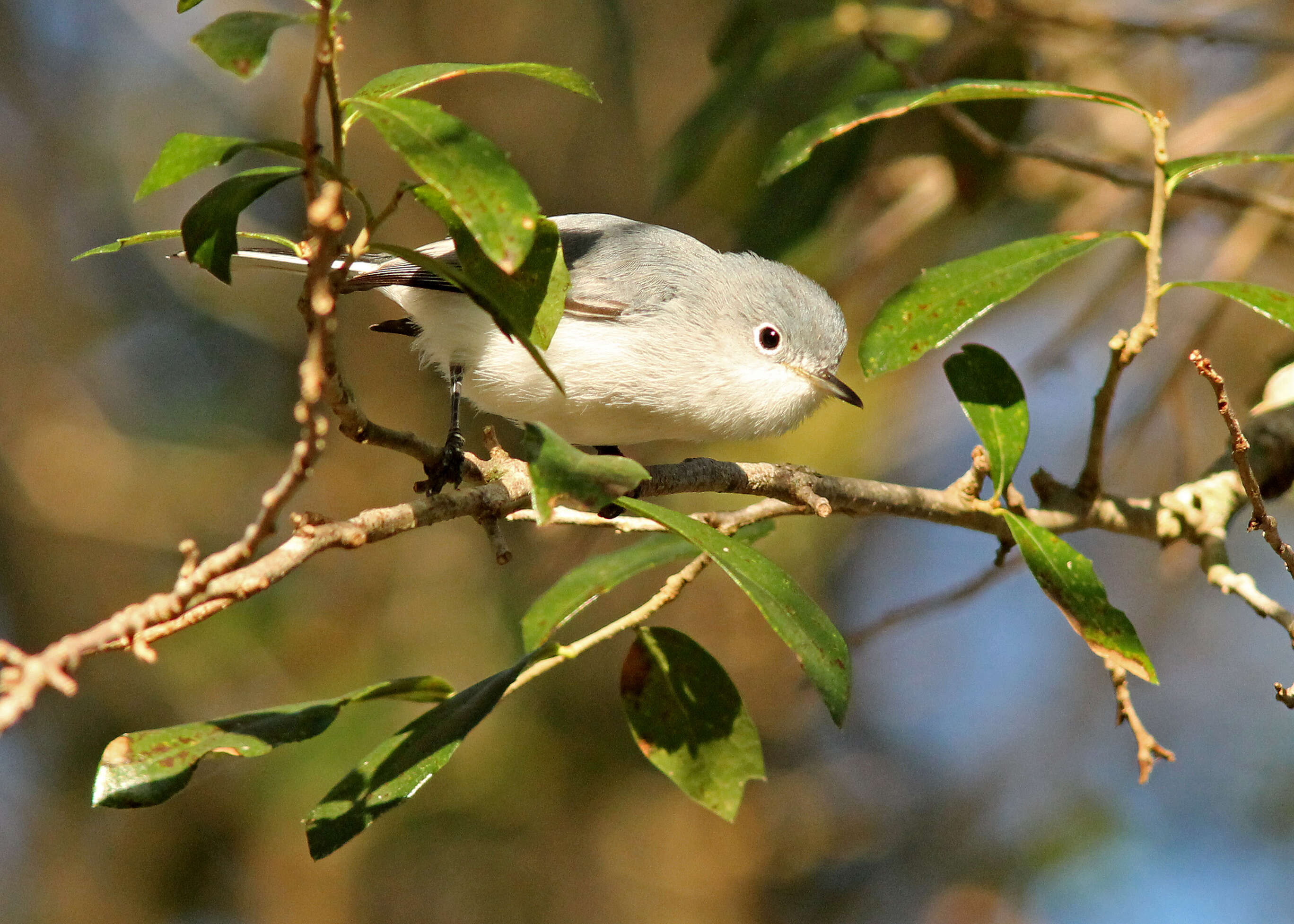 Image of Polioptila Sclater & PL 1855