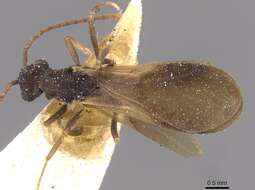 Image of Myrmicocrypta dilacerata (Forel 1885)