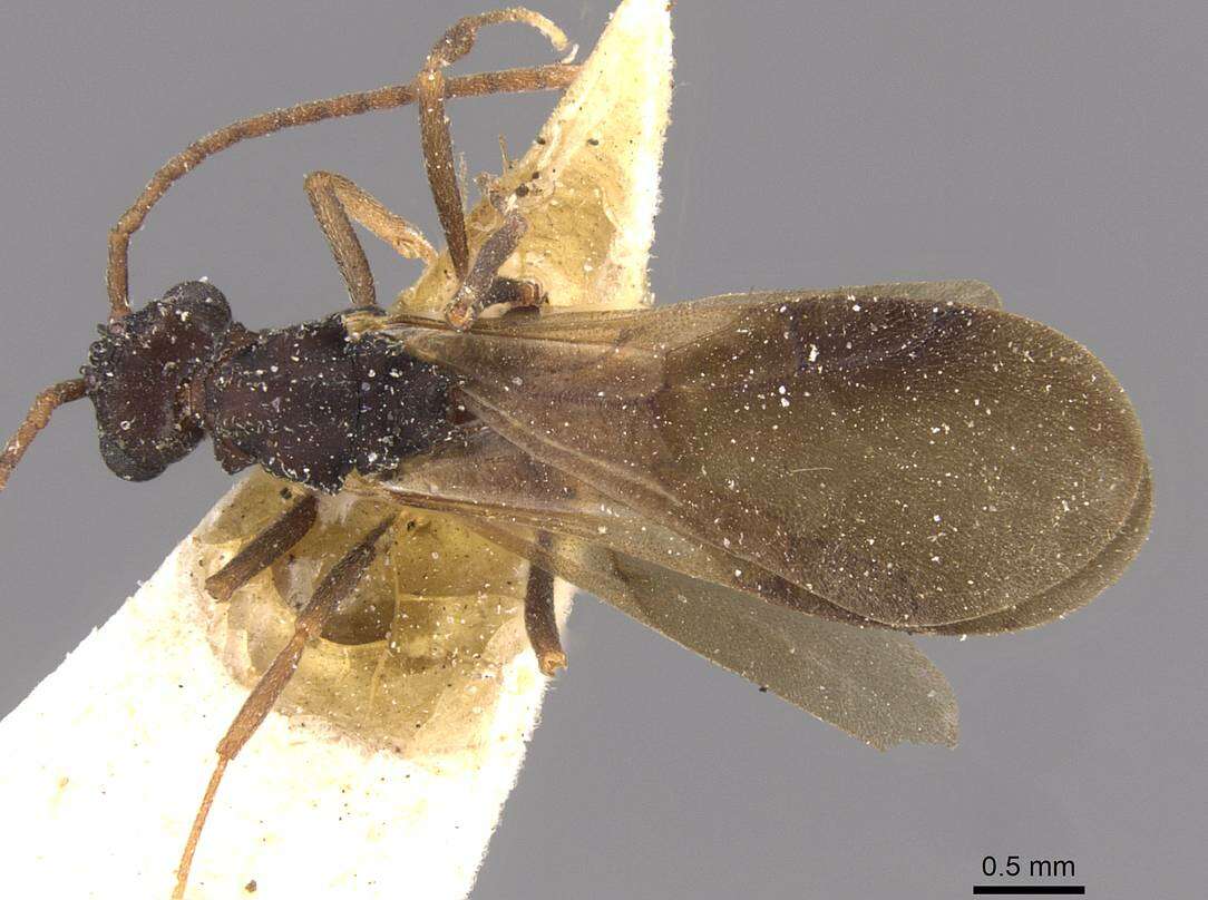 Image of Myrmicocrypta dilacerata (Forel 1885)