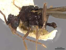 Image of Myrmicocrypta dilacerata (Forel 1885)