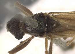 Image of Apterostigma scutellare Forel 1885