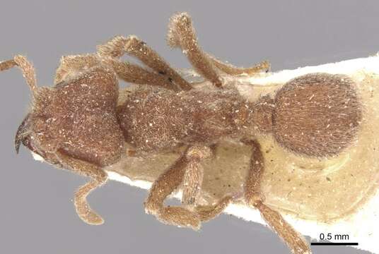 Image of Sericomyrmex opacus Mayr 1865