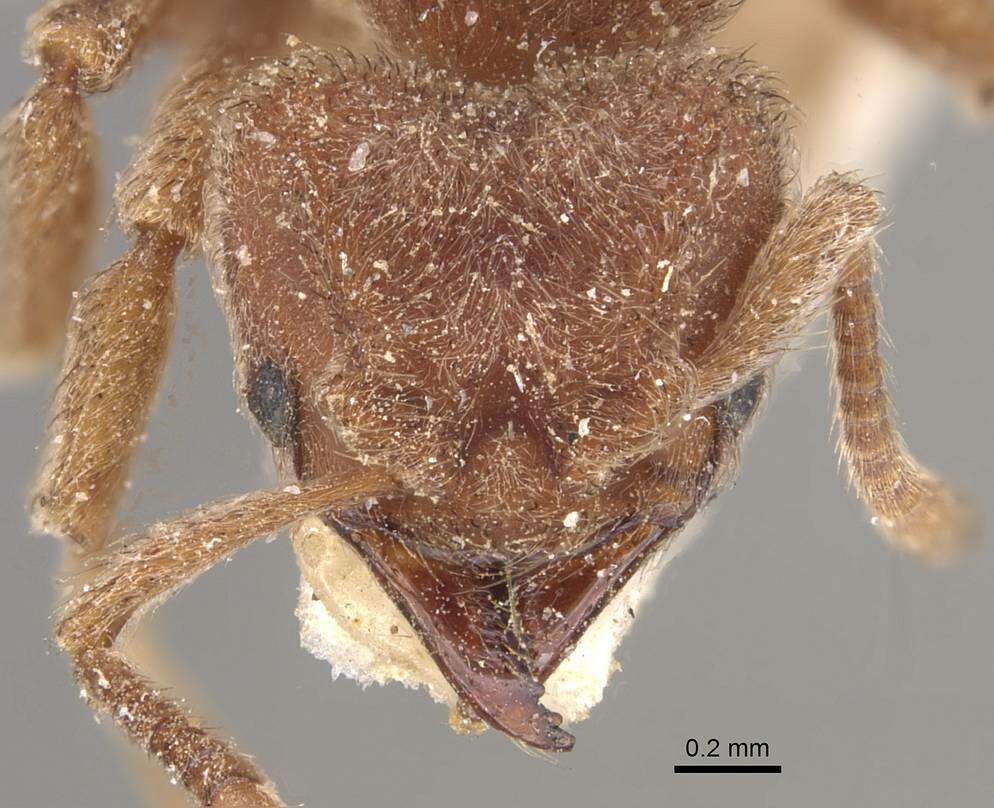Image of Sericomyrmex opacus Mayr 1865