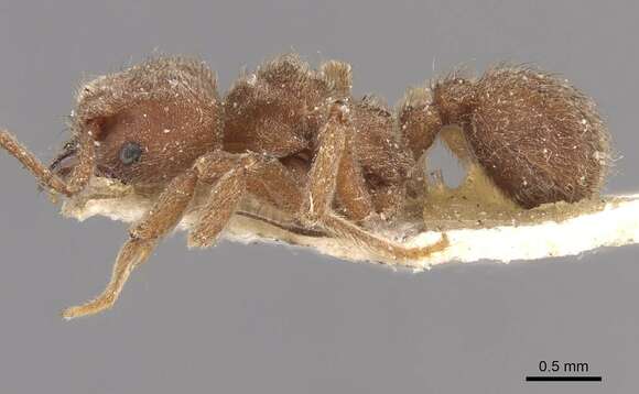 Image of Sericomyrmex opacus Mayr 1865