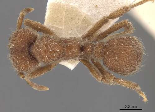 Image of Sericomyrmex opacus Mayr 1865