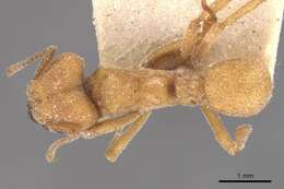 Image of Sericomyrmex mayri Forel 1912