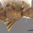 Image of Cyphomyrmex bicornis Forel 1896