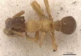 Plancia ëd Cyphomyrmex major Forel 1901