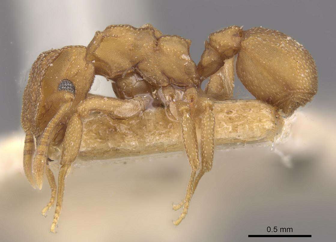 Image of Cyphomyrmex wheeleri Forel 1900