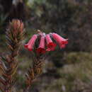 Слика од Rhododendron adinophyllum Merr.