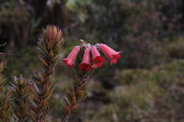 صورة Rhododendron adinophyllum Merr.