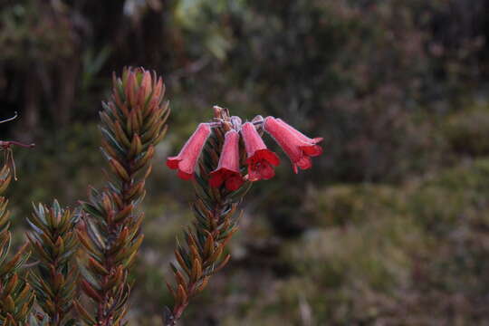 Слика од Rhododendron adinophyllum Merr.