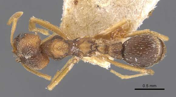 Image of Kalathomyrmex Klingenberg & Brandão