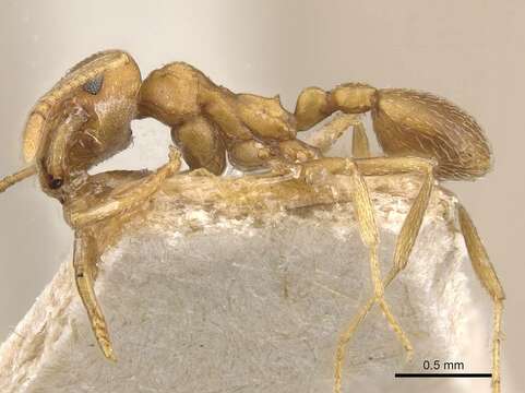 Image of Kalathomyrmex Klingenberg & Brandão