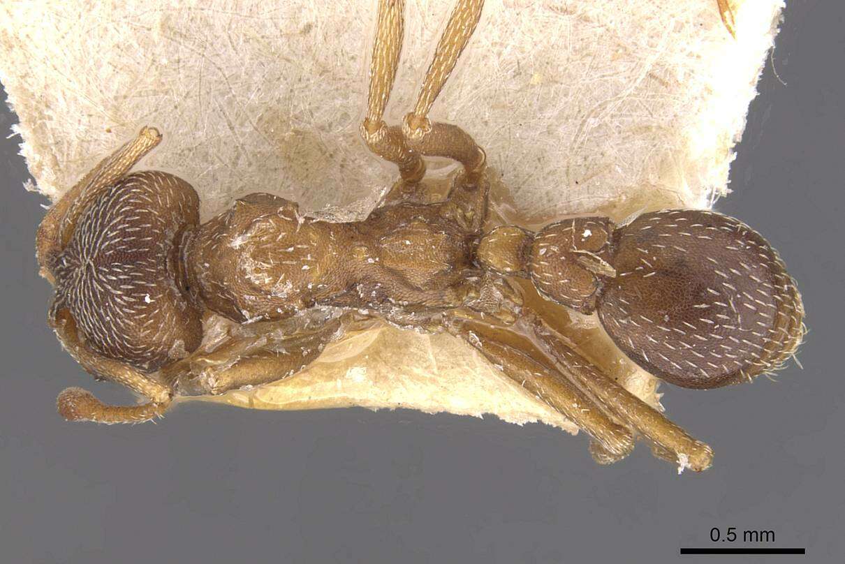 Image of Formicoidea