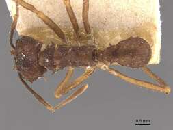 Image of Acromyrmex aspersus (Smith 1858)