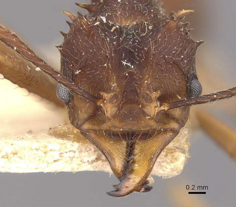 Image of Acromyrmex aspersus (Smith 1858)