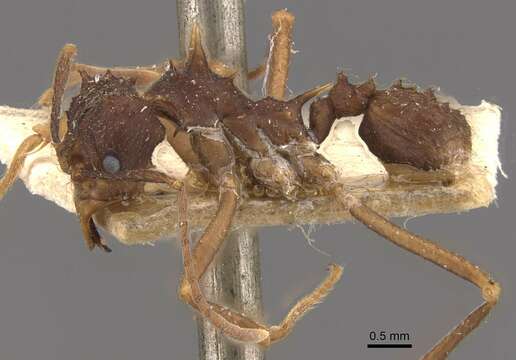 Imagem de Acromyrmex