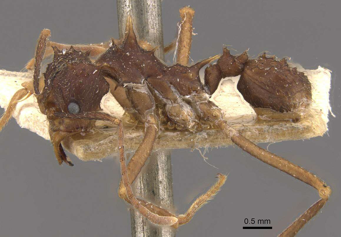 Image of Acromyrmex aspersus (Smith 1858)