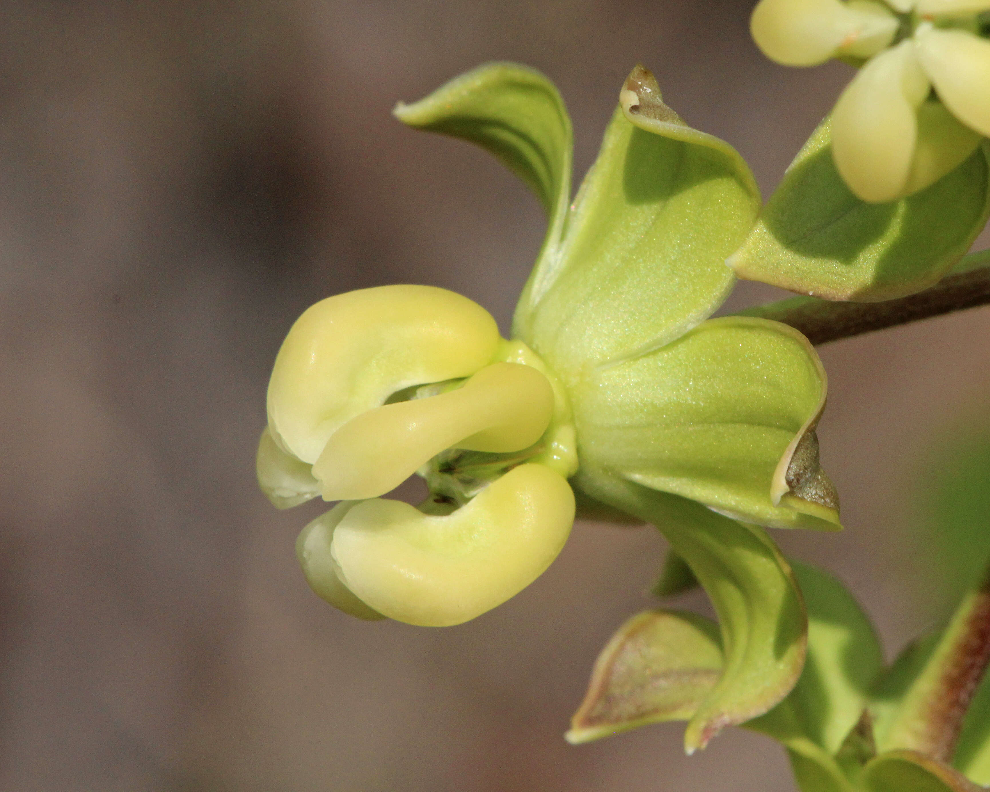 Imagem de Asclepias connivens Baldw. ex Ell.