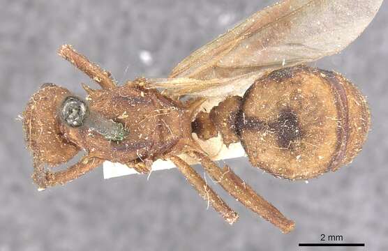 Image of Acromyrmex coronatus (Fabricius 1804)