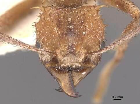 Imagem de Acromyrmex coronatus (Fabricius 1804)