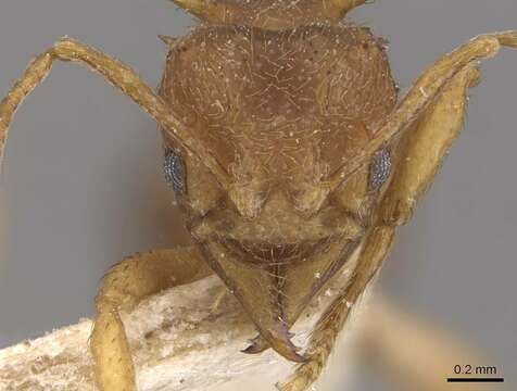 Imagem de Acromyrmex coronatus (Fabricius 1804)