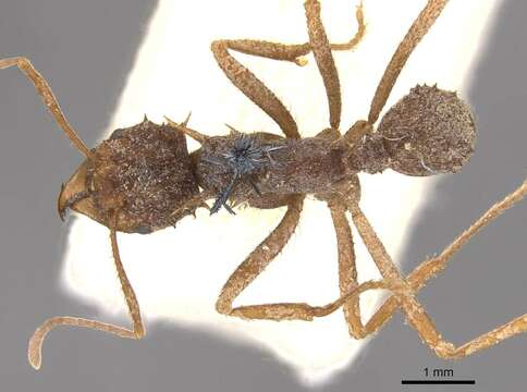 Imagem de Acromyrmex coronatus (Fabricius 1804)