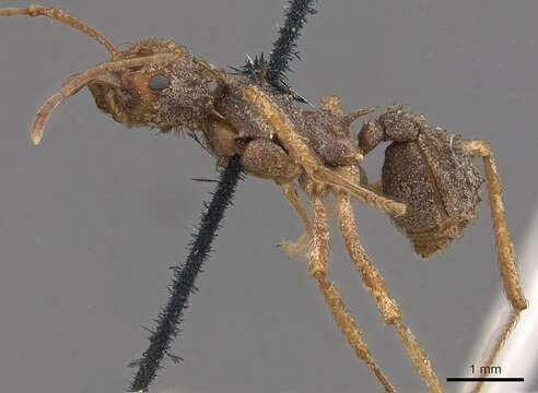 Imagem de Acromyrmex coronatus (Fabricius 1804)