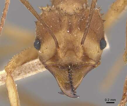 Imagem de Acromyrmex coronatus (Fabricius 1804)