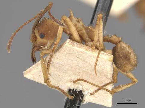 Imagem de Acromyrmex coronatus (Fabricius 1804)