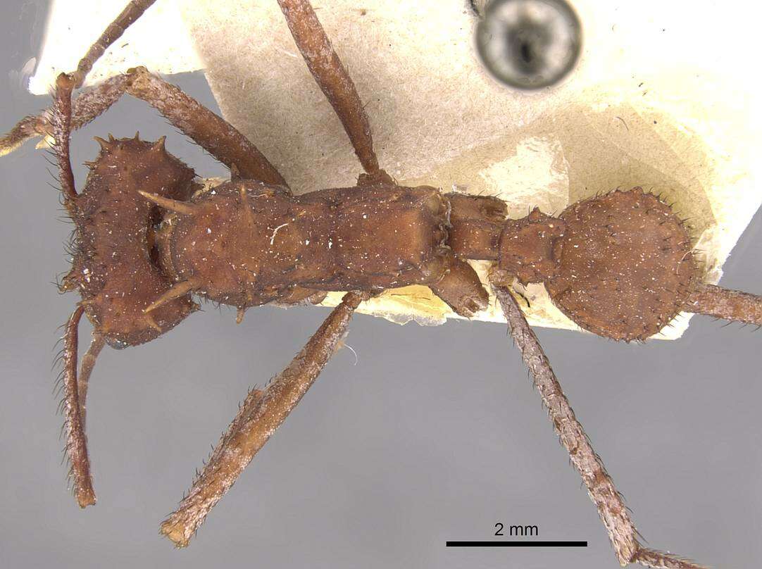 Image of Acromyrmex hystrix (Latreille 1802)